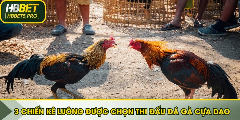 3 chiến kê luông được chọn thi đấu đá gà cựa dao