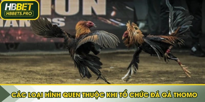 Các loại hình quen thuộc khi tổ chức đá gà Thomo