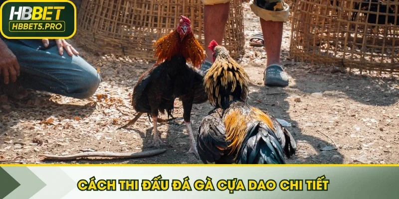 Cách thi đấu đá gà cựa dao chi tiết