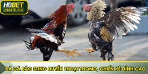 Đá gà Bảo Sting