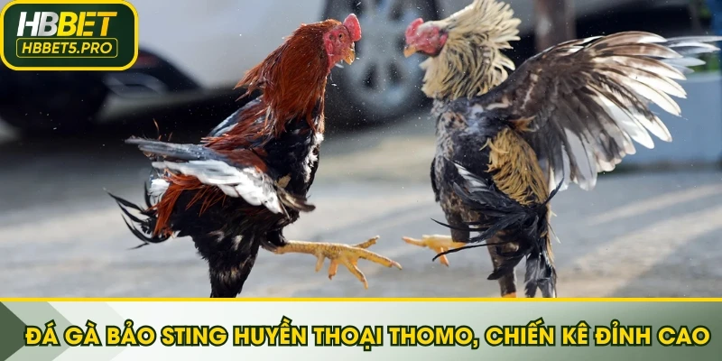 Đá gà Bảo Sting