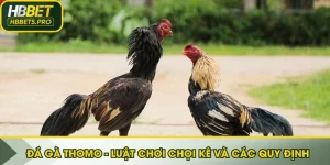 Đá gà Thomo