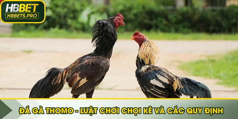 Đá gà Thomo