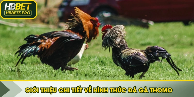 Giới thiệu chi tiết về hình thức đá gà Thomo