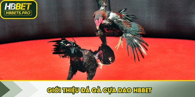 Giới thiệu đá gà cựa dao HBBET