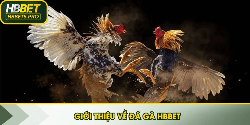 Giới thiệu về đá gà HBBET