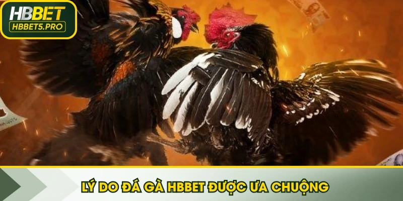 Lý do đá gà HBBET được ưa chuộng