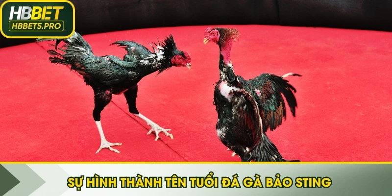 Sự hình thành tên tuổi đá gà Bảo Sting