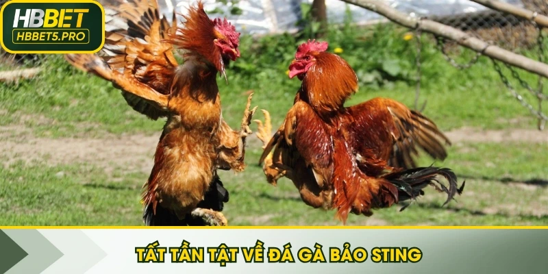 Tất tần tật về Đá gà Bảo Sting