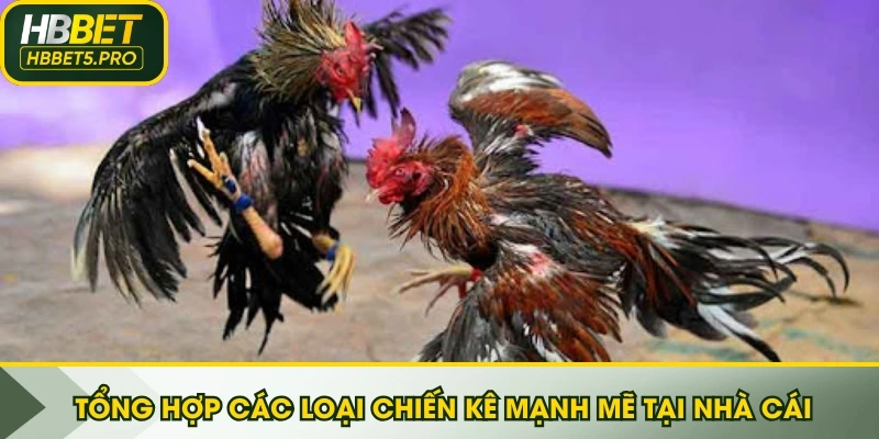 Tổng hợp các loại chiến kê mạnh mẽ tại nhà cái